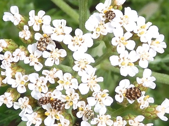 f:id:ushidama:20200517042217j:plain