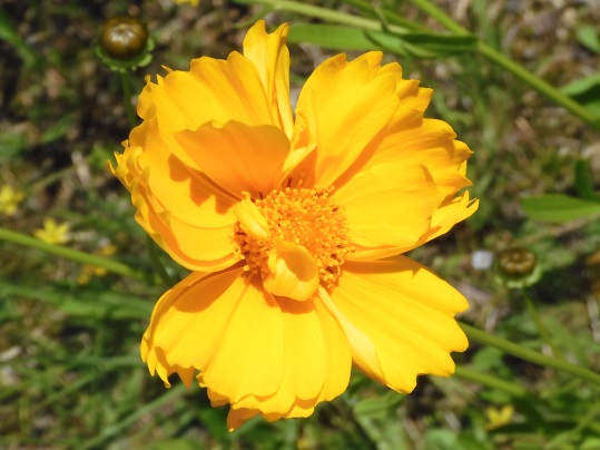 f:id:ushidama:20200520064726j:plain