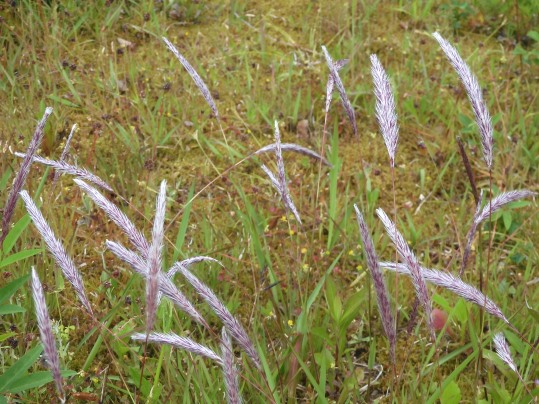 f:id:ushidama:20200520065151j:plain