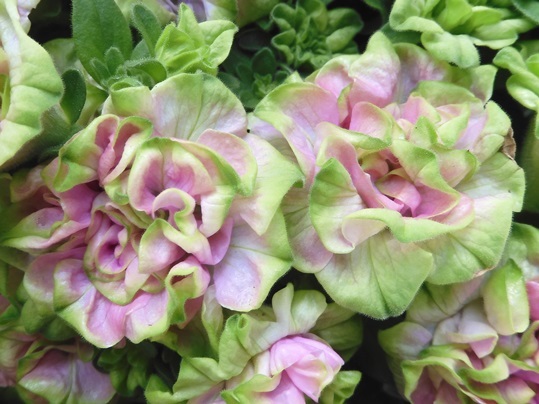 ペチュニア 緑色の花 Ushidama Farm