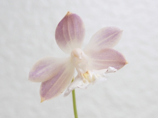 f:id:ushidama:20200524054328j:plain