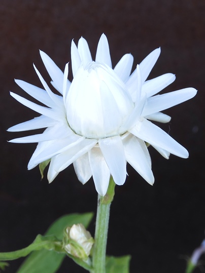 f:id:ushidama:20200606072650j:plain f:id:ushidama:20200606072650j:plain