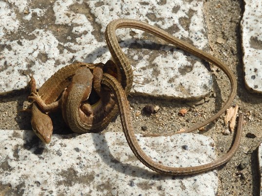 f:id:ushidama:20200610055200j:plain