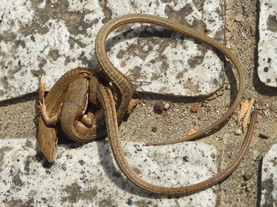 f:id:ushidama:20200610055316j:plain