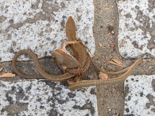 f:id:ushidama:20200610055336j:plain