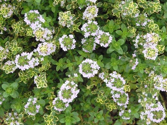 f:id:ushidama:20200617054240j:plain f:id:ushidama:20200617054240j:plain