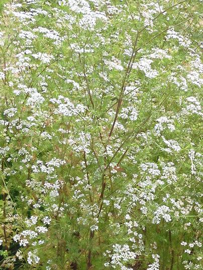 f:id:ushidama:20200617054318j:plain f:id:ushidama:20200617054318j:plain