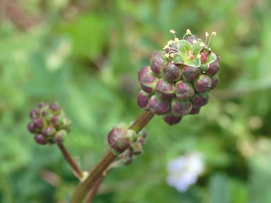 f:id:ushidama:20200617054348j:plain f:id:ushidama:20200617054348j:plain