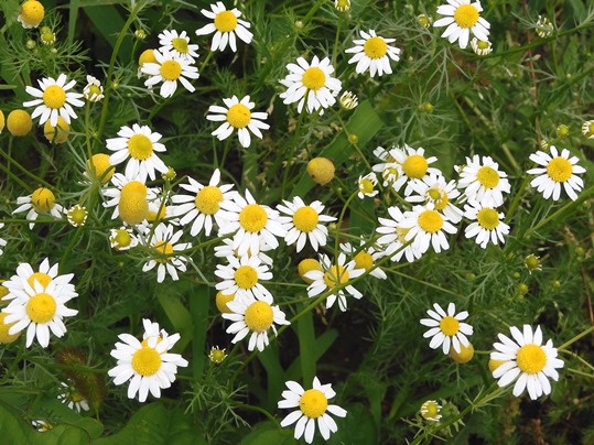 f:id:ushidama:20200617054422j:plain f:id:ushidama:20200617054422j:plain