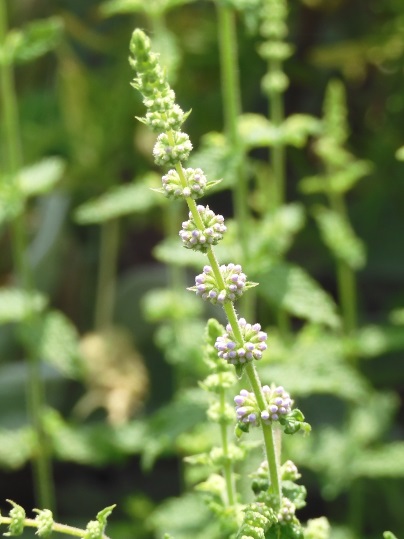 f:id:ushidama:20200617054530j:plain f:id:ushidama:20200617054530j:plain