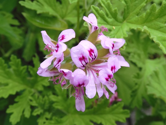 f:id:ushidama:20200617054651j:plain f:id:ushidama:20200617054651j:plain