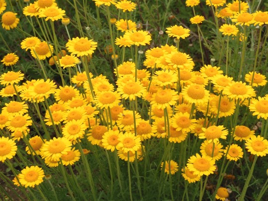 f:id:ushidama:20200617054749j:plain f:id:ushidama:20200617054749j:plain