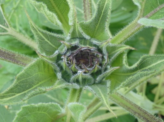 f:id:ushidama:20200617054905j:plain f:id:ushidama:20200617054905j:plain