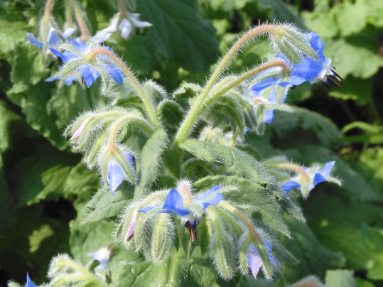 f:id:ushidama:20200617054943j:plain f:id:ushidama:20200617054943j:plain