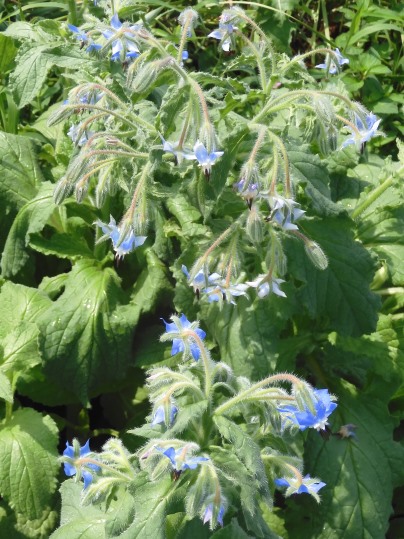 f:id:ushidama:20200617055003j:plain f:id:ushidama:20200617055003j:plain