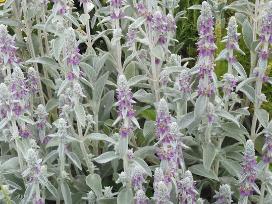 f:id:ushidama:20200617055031j:plain f:id:ushidama:20200617055031j:plain