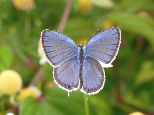 f:id:ushidama:20200617055133j:plain f:id:ushidama:20200617055133j:plain