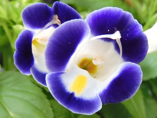 f:id:ushidama:20200624062759j:plain