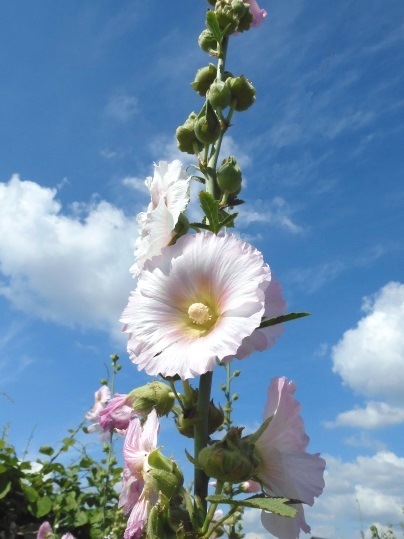 f:id:ushidama:20200628052131j:plain f:id:ushidama:20200628052131j:plain