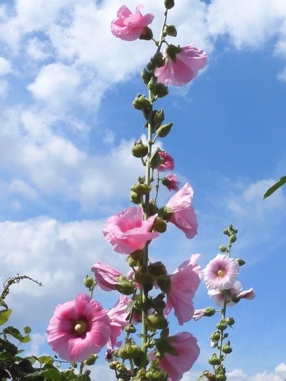 f:id:ushidama:20200628052151j:plain f:id:ushidama:20200628052151j:plain