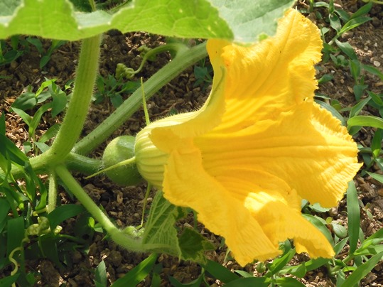 ウリ科野菜の花と実2 Ushidama Farm