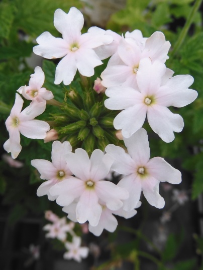 f:id:ushidama:20200701060903j:plain