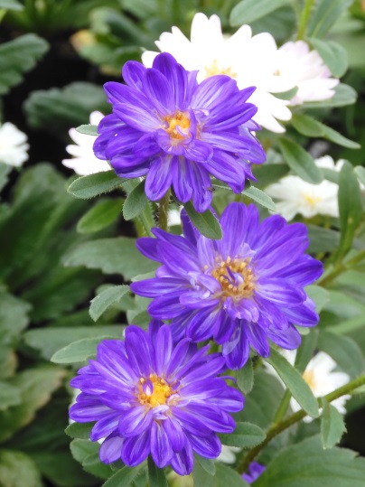 f:id:ushidama:20200708112657j:plain f:id:ushidama:20200708112657j:plain