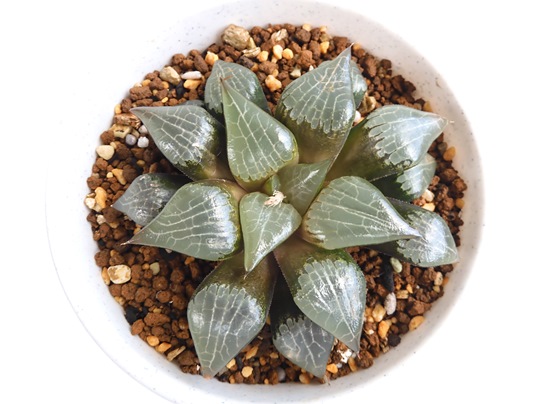 ハオルチア 氷鳳 ハオルチア氷鳳実生苗