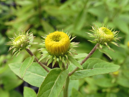 f:id:ushidama:20200718052658j:plain