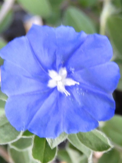 f:id:ushidama:20200718053202j:plain