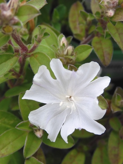 f:id:ushidama:20200718053239j:plain