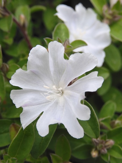 f:id:ushidama:20200718053250j:plain