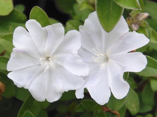 f:id:ushidama:20200718053314j:plain