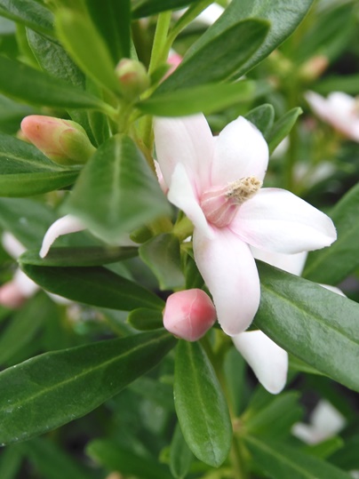 f:id:ushidama:20200718054056j:plain