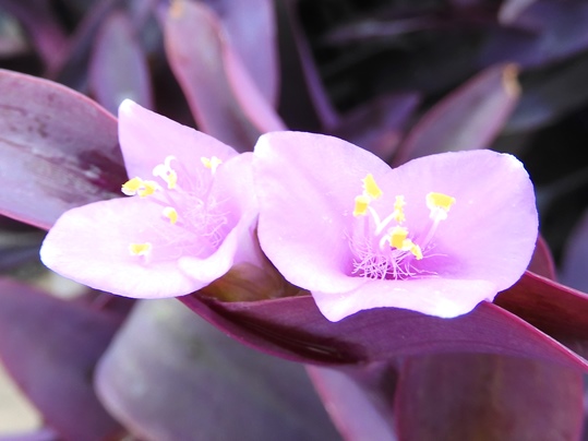 f:id:ushidama:20200718054616j:plain