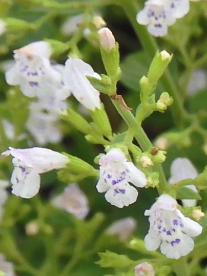 f:id:ushidama:20200718055448j:plain