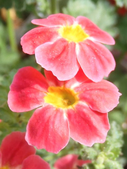 f:id:ushidama:20200725073651j:plain