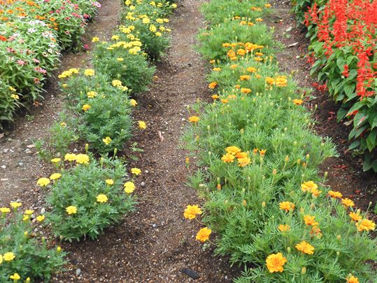 緑道の花壇2 Ushidama Farm 緑道の花壇2 Ushidama Farm