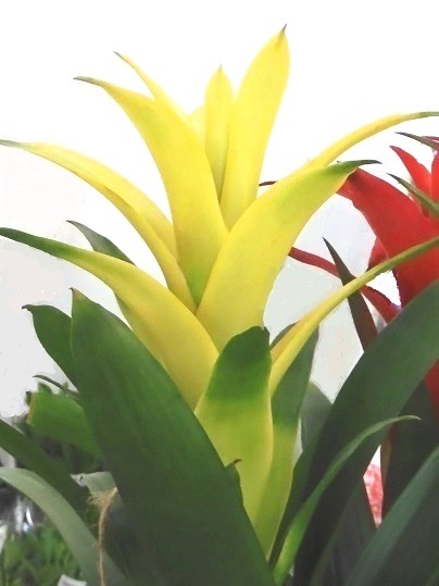 f:id:ushidama:20200730063556j:plain