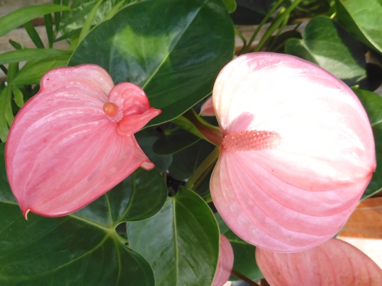 f:id:ushidama:20200801120242j:plain