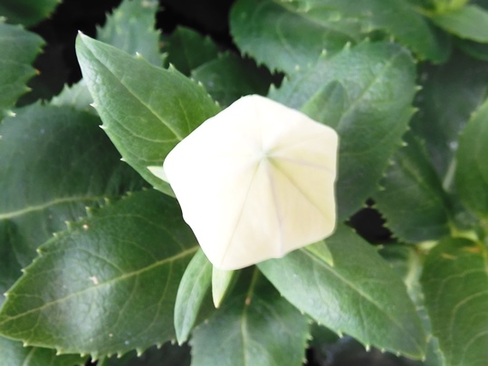 f:id:ushidama:20200818074507j:plain