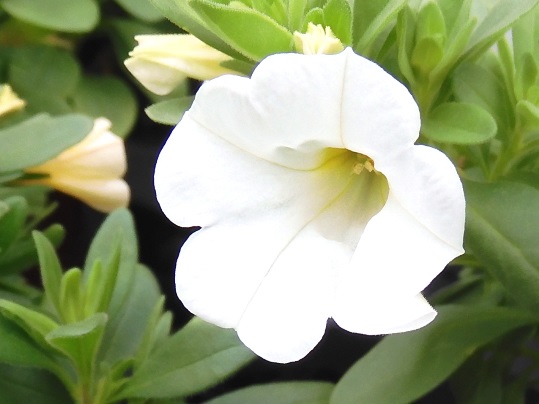 f:id:ushidama:20200921071035j:plain f:id:ushidama:20200921071035j:plain
