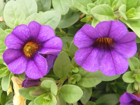 f:id:ushidama:20200921071122j:plain f:id:ushidama:20200921071122j:plain
