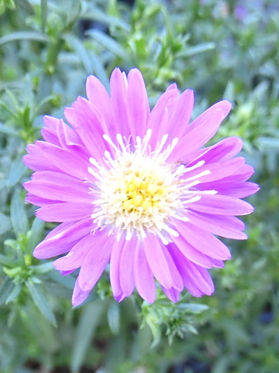 f:id:ushidama:20200928065357j:plain f:id:ushidama:20200928065357j:plain
