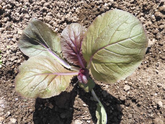 f:id:ushidama:20201004065814j:plain