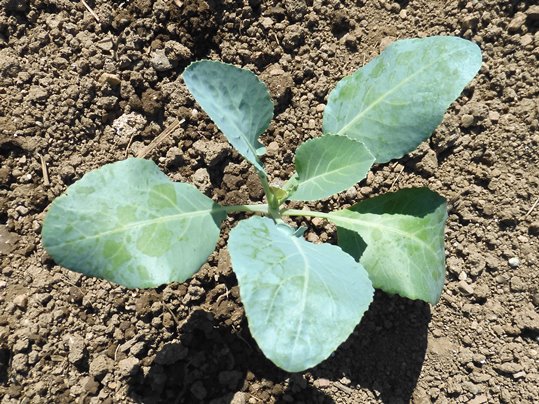 f:id:ushidama:20201004070109j:plain