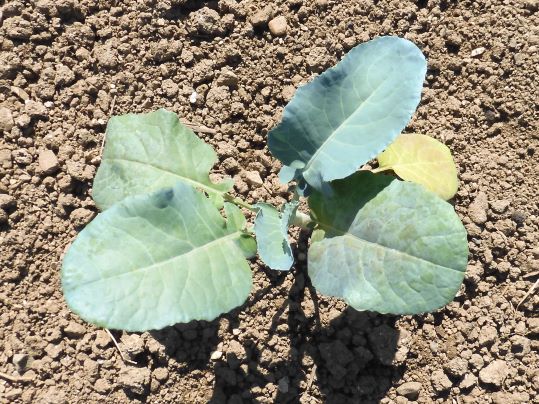 f:id:ushidama:20201004070248j:plain