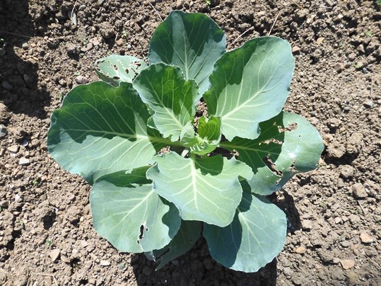 f:id:ushidama:20201004070917j:plain