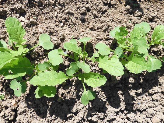 f:id:ushidama:20201004071114j:plain