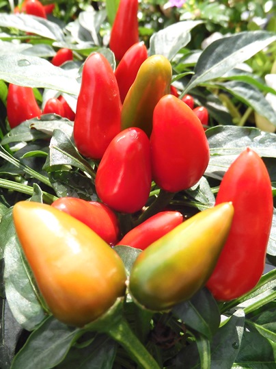 f:id:ushidama:20201006234057j:plain